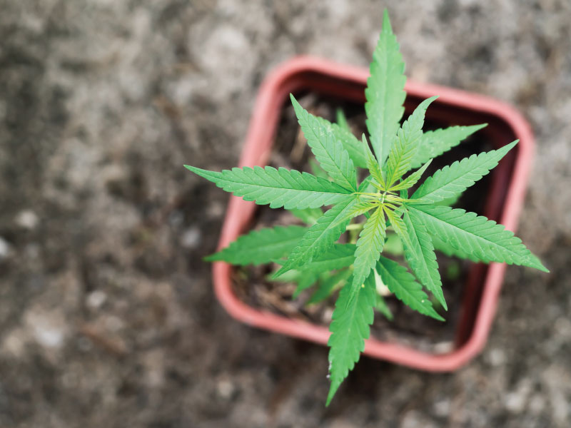 Cannabis News Update June