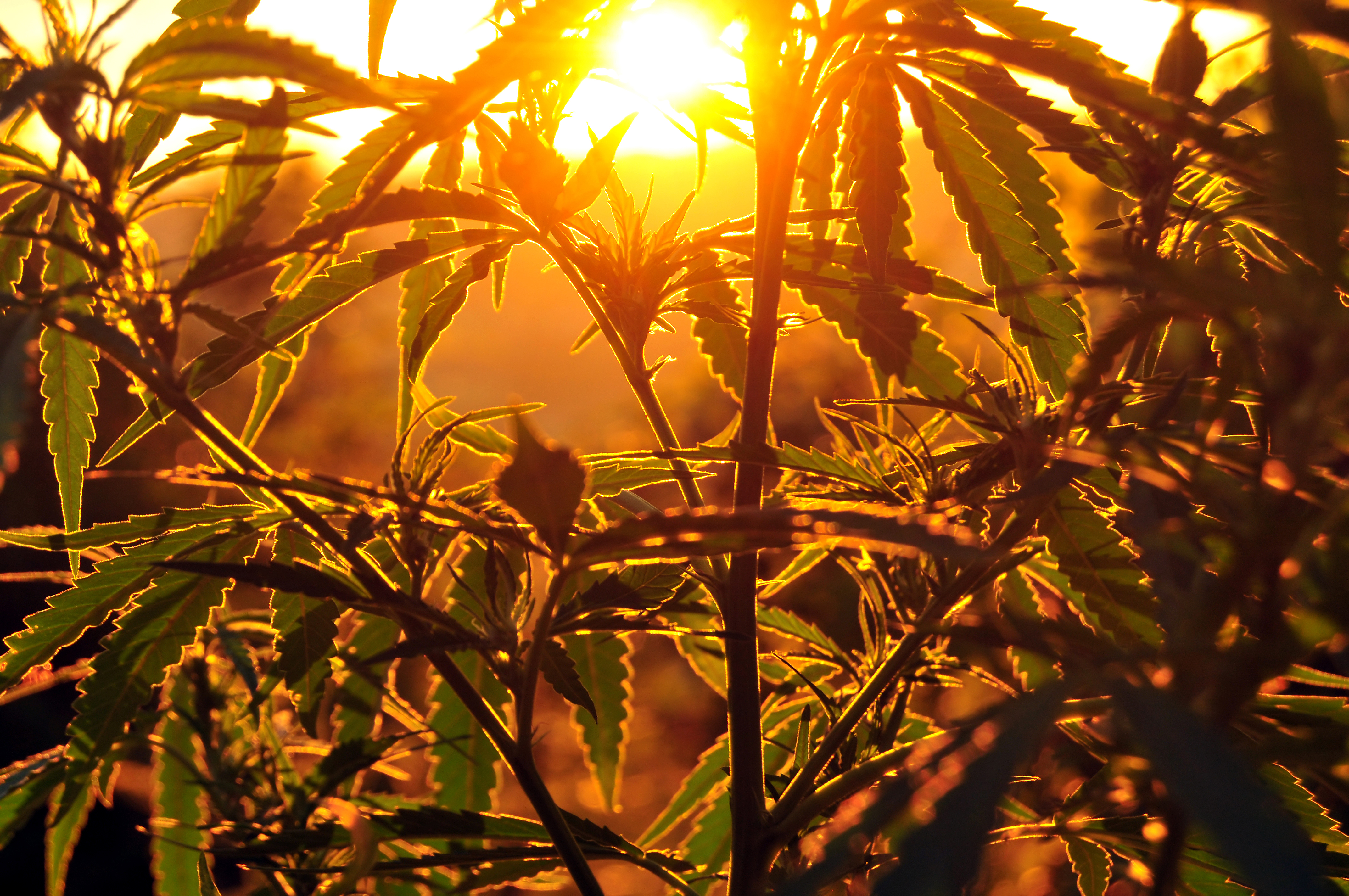 Cannabis Business News