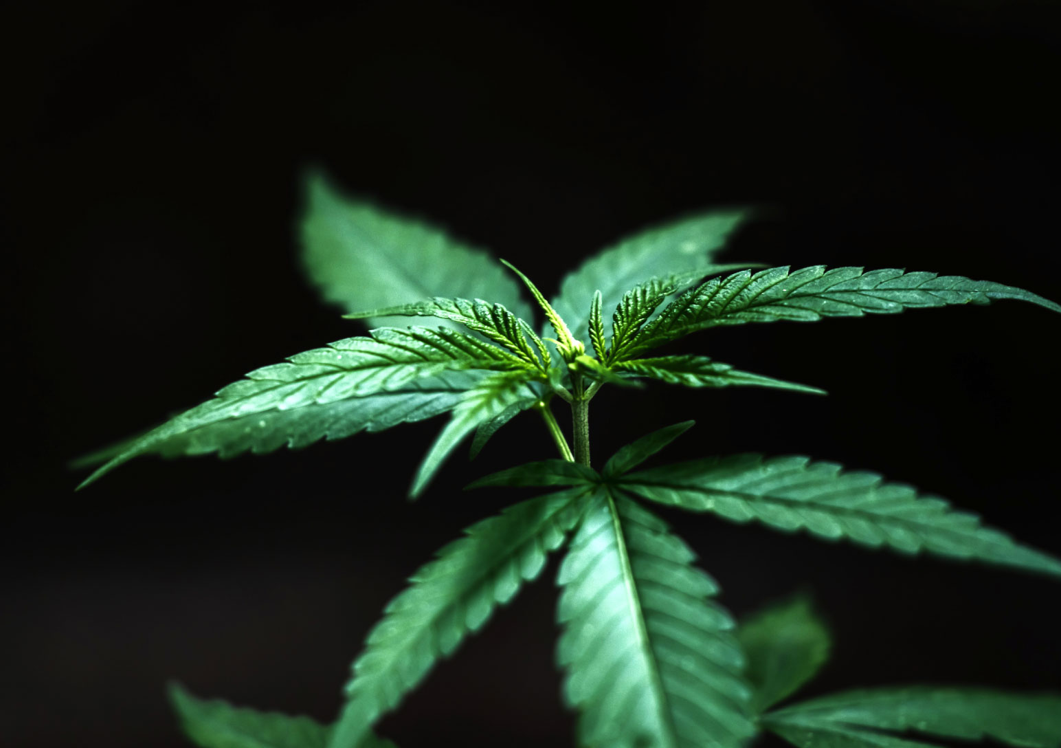 Cannabis News Update July