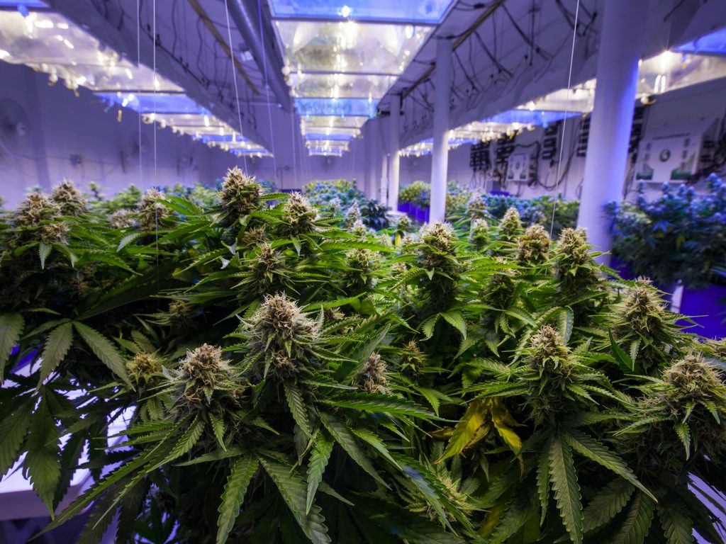 Cannabis stock rising globally